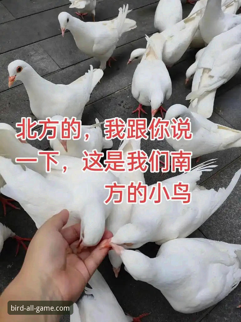 7个你必须知道的小鸟体育2025版功能升级要点